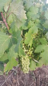 Dependance Pavoncella img35