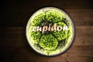 Pensiunea Cupidon - Turia