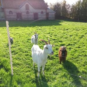 B&B / Chambres d'hotes La Chevrerie de Saint-Vigor : photos des chambres