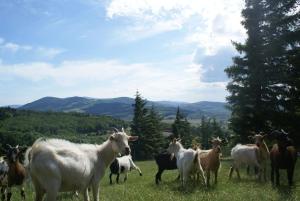 Studio 2 personnes au calme dans le Pilat