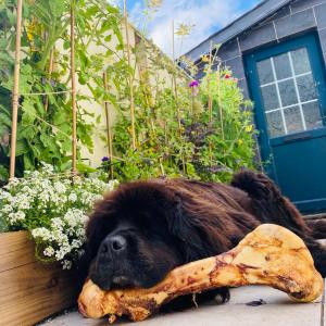 Fortwilliam Farm T12DNN2