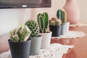 CaMolino Ampio appartamento con giardino privato vicino al centro storico fiera ospedale stazione centrale aeroporto Centergross