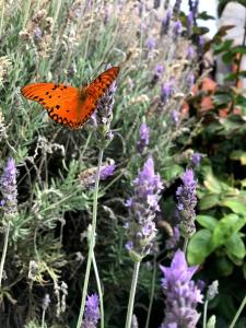 La Pesebrera, Cabaña El Corral, Potrerillos