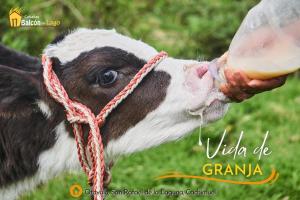 Cabañas y Glampings Balcon del lago