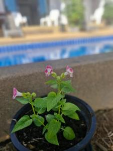 BEA Privileged Apartment