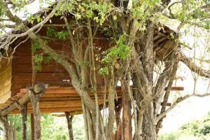 Habarana Wildwood Treehouse - Pangurugaswewa