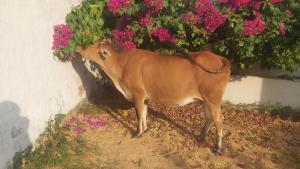 Silver Sands homestay