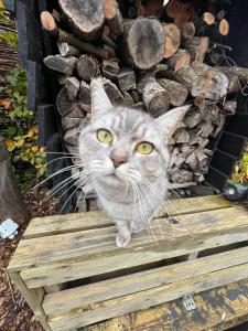 Guesthouse Rotterdam, tinyhouse nearby Kralingen