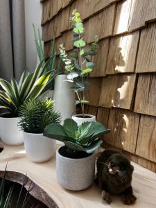 Appartements Castor Coquin Aubagne Cassis Aix en Provence : photos des chambres