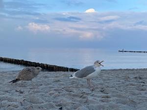 Appartementhaus Zingst 6 - Urlaub zwischen Meer & Bodden