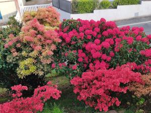 Evasion aux Caraïbes Bretonnes - Votre havre de paix à Perros Guirec