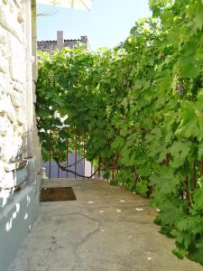 Maisons de vacances Maison de village sur Donzere : photos des chambres