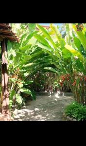 BOIPEBA Cantinho do Mirko 1