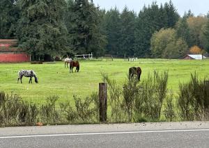 Hobby farm with goats and views of horses