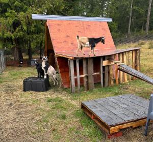 Hobby farm with goats and views of horses