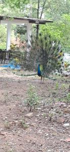 Dream Villa Sigiriya