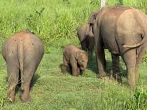 Dream Villa Sigiriya