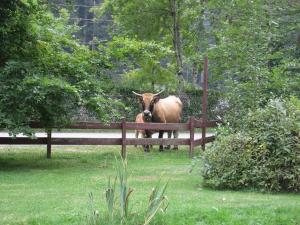 Hotels Gite Auberge Les Cascades : photos des chambres