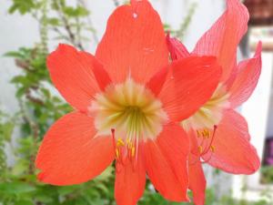 Casa Cantinho de Arembepe - Linda casa com piscina no litoral norte da Bahia