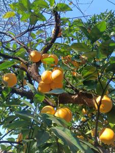 Light inn house Batumi