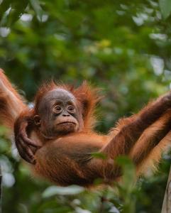 JUNGLE LIFE GUEST HOUSE - Trekking & Transport Only Book With Us