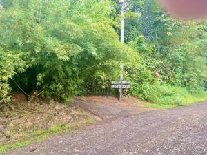 Jungle Jorges Casita