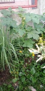 Gated house, Davao City - Fully furnished with Wi-Fi, Netflix