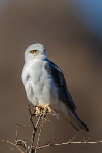 Pangolin Game Lodge - Self Catering, incl 2 game drives per day