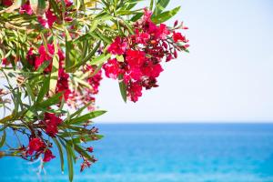 Baywatch Apartments on the Beach by "elite"