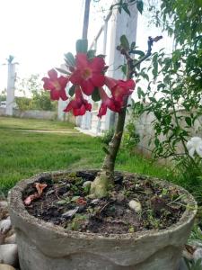 Linda Casa em Praia de Gravatá