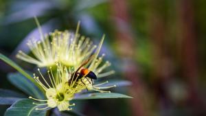 Sigiri Star Homestay