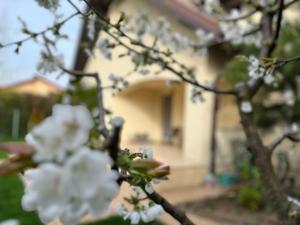 Green Garden Deluxe Villa by Therme