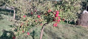 Seosko Domaćinstvo Vulević