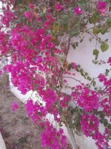 Residence Nour douz - Bin Rhilouf