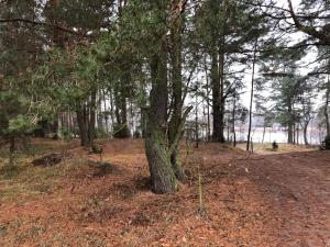 Zacisze leśne w Juliance