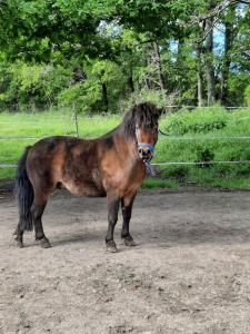 Maisons de vacances Gite La Petite Roche : photos des chambres