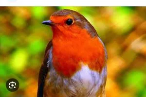 La maison du rouge gorge - Ruffigné