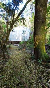 Domo el avellano inmerso en el bosque con tinaja incluida