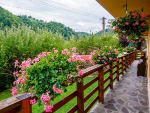 Pensiunea Andy Moieciu