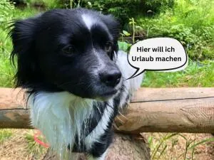 Tiny House - Auszeit im Wald am Badesee - Langenbach