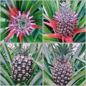 La Finca de Ananás - House