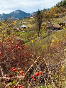 Pensiunea Cheile Șugăului