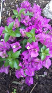 Apartment Bianca Mljet mit Meerblick