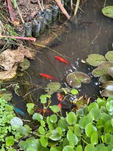 Cabaña ecológica de la granjita