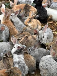 Cabaña ecológica de la granjita