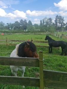 Caravan under the tree, Seton Sands