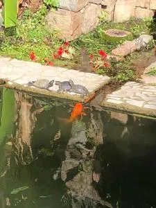 Instituto Aterra - Nonoaí