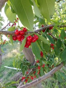 Cabaña Lo de Olivia