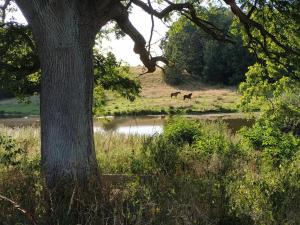 Healthy spot in nature near Copenhagen