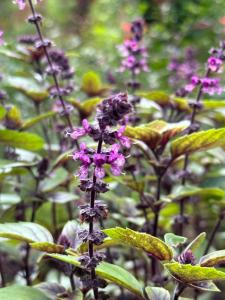 Cabaña ecológica de la granjita